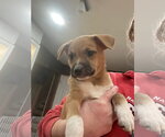Small #1 Mutt