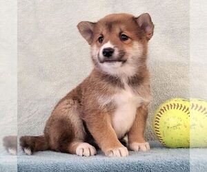 Shiba Inu Puppy for sale in ARTHUR, IL, USA