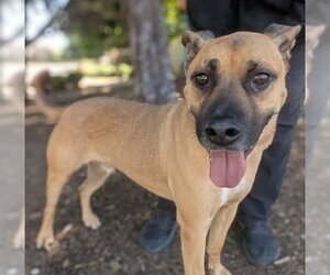 Mutt Dogs for adoption in Martinez, CA, USA