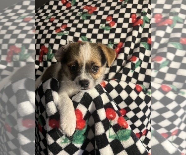 Medium Photo #10 Shorkie Tzu Puppy For Sale in LEBANON, OR, USA