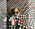 Small #9 Shorkie Tzu