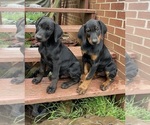 Small Photo #4 Doberman Pinscher Puppy For Sale in AUSTINVILLE, VA, USA