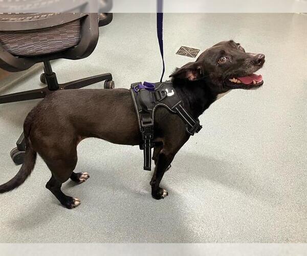 Medium Photo #1 Mutt Puppy For Sale in Baytown, TX, USA