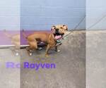Small #2 Bullboxer Pit
