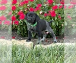 Small #8 German Shorthaired Pointer