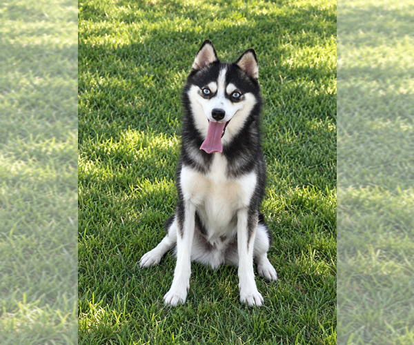 Medium Photo #3 Alaskan Klee Kai Puppy For Sale in HILLSBORO, OH, USA