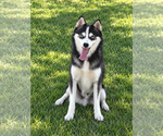 Scout - Male Alaskan Klee Kai Puppy for Sale - Photo #3