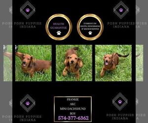 Dachshund Puppy for sale in WARSAW, IN, USA