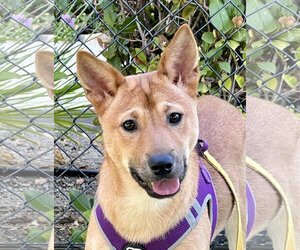 Shiba Inu-Unknown Mix Dogs for adoption in Agoura Hills, CA, USA
