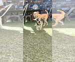 Small Photo #7 Maltese-Unknown Mix Puppy For Sale in Escondido, CA, USA