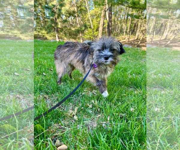 Medium Photo #3 Mutt Puppy For Sale in Minneapolis, MN, USA