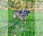 Small #2 Mutt