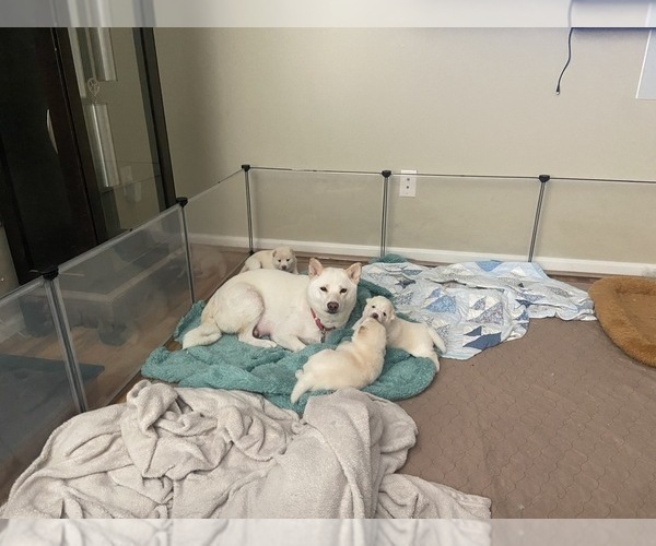 Medium Photo #10 Shiba Inu Puppy For Sale in HAMPTON, VA, USA
