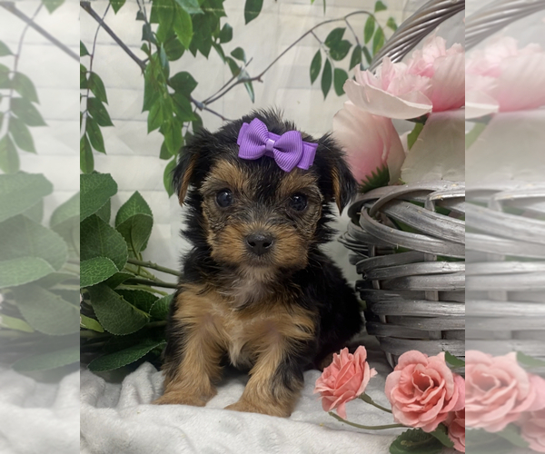 Medium Photo #7 Shorkie Tzu Puppy For Sale in SELLERSBURG, IN, USA
