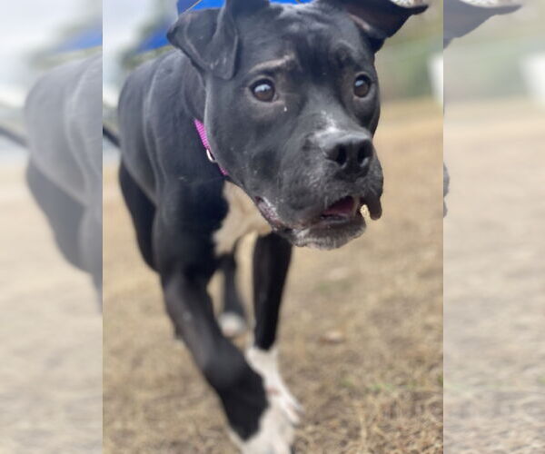 Medium Photo #5 American Pit Bull Terrier-Unknown Mix Puppy For Sale in Virginia Beach, VA, USA