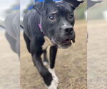 Small #4 American Pit Bull Terrier Mix