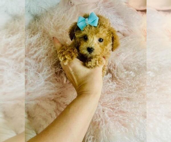 Medium Photo #5 Bichpoo Puppy For Sale in PEMBROKE PINES, FL, USA