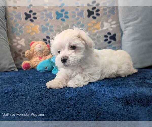 Medium Photo #7 Maltese Puppy For Sale in OCALA, FL, USA