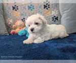 Puppy Ralph Maltese