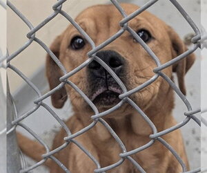 Labrador Retriever-Unknown Mix Dogs for adoption in Anchorage, AK, USA