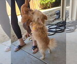 Small #6 Cairn Terrier Mix