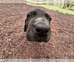 Small Photo #12 German Shorthaired Pointer Puppy For Sale in EVANSVILLE, WY, USA