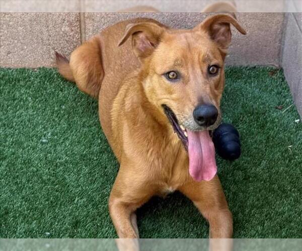 Medium Photo #3 Shepradors Puppy For Sale in Moreno Valley, CA, USA
