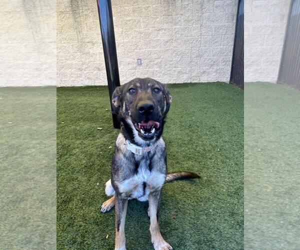 Medium Photo #5 Mutt Puppy For Sale in Rockwall, TX, USA