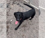 Small #2 Labrador Retriever Mix