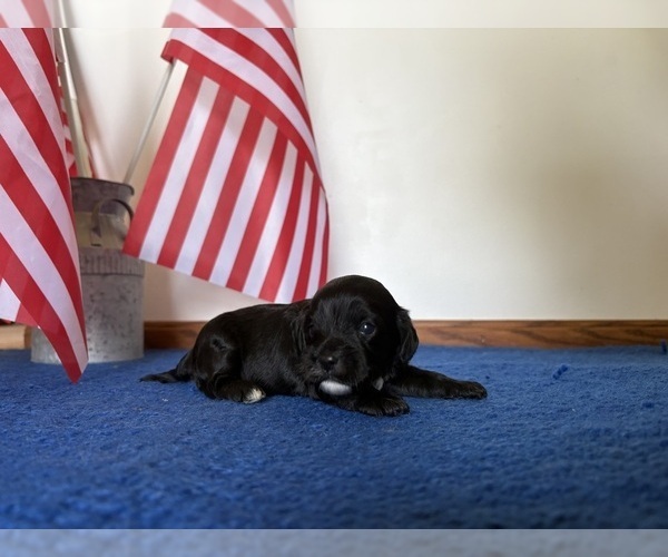 Medium Photo #8 Cavapoo Puppy For Sale in NEW LEXINGTON, OH, USA