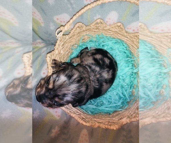 Medium Photo #5 Dachshund Puppy For Sale in DENHAM SPRINGS, LA, USA