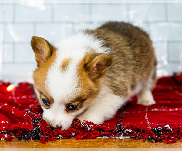 Medium Photo #27 Cardigan Welsh Corgi Puppy For Sale in WAKARUSA, IN, USA