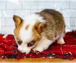 Small Photo #27 Cardigan Welsh Corgi Puppy For Sale in WAKARUSA, IN, USA