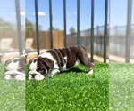 Image preview for Ad Listing. Nickname: English bulldog