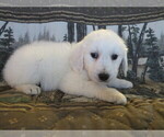 Small Photo #2 English Cream Golden Retriever Puppy For Sale in SHILOH, OH, USA