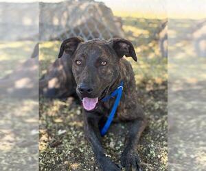 German Shepherd Dog-Unknown Mix Dogs for adoption in Visalia, CA, USA