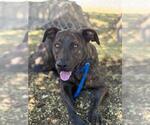 Small German Shepherd Dog Mix