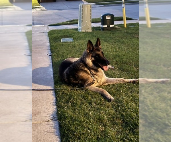 Medium Photo #6 German Shepherd Dog Puppy For Sale in McKinney, TX, USA
