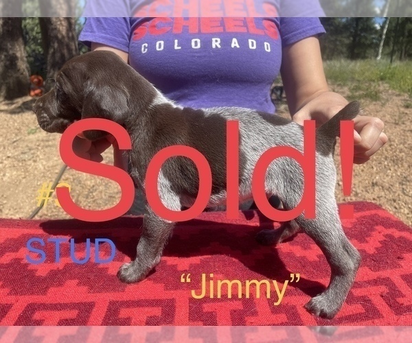 Medium Photo #13 German Shorthaired Pointer Puppy For Sale in FLORISSANT, CO, USA