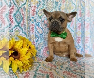 French Bulldog Puppy for sale in LANCASTER, PA, USA