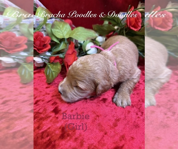 Medium Photo #9 Goldendoodle Puppy For Sale in SAINT CLOUD, MN, USA