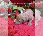 Small #8 Goldendoodle