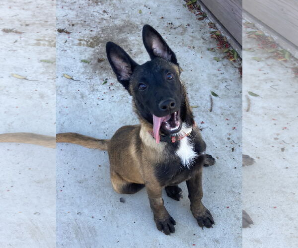 Medium Photo #5 Mutt Puppy For Sale in San Diego, CA, USA