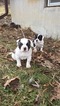 Small Photo #5 American Bulldog Puppy For Sale in NUNDA, NY, USA