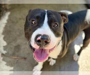 Mutt Dogs for adoption in Martinez, CA, USA
