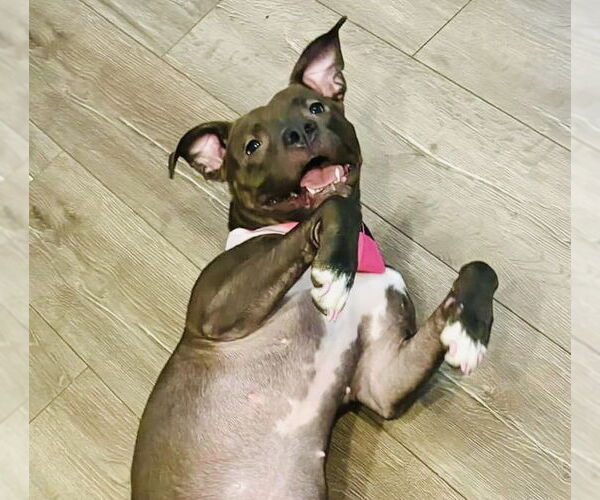 Medium Photo #9 American Pit Bull Terrier-Unknown Mix Puppy For Sale in Germantown, OH, USA