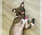 Small #8 American Pit Bull Terrier Mix