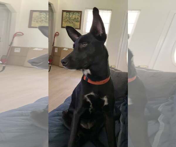 Medium Photo #6 Mutt Puppy For Sale in Palatka, FL, USA