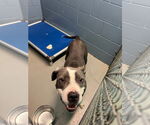 Small #1 American Pit Bull Terrier Mix