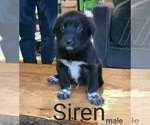 Puppy Siren Labrenees